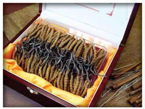 施甸冬虫夏草回收